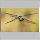 Aeshna juncea - Torf-Mosaikjungfer m05d - Hellern-Wiese-Tuempel.jpg